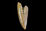 Serrated, Raptor Tooth - Morocco #73288-1